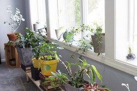 Ovi 6 biljaka su AMAJLIJE DOMA: Štite od ZLIH LJUDI i čiste NEGATIVNU ENERGIJU, ali morate da znate gde treba da ih držite