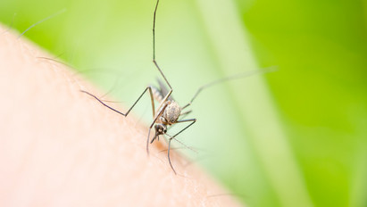 Brutális szúnyoginvázió jöhet idén: lépésre kényszerült a katasztrófavédelem