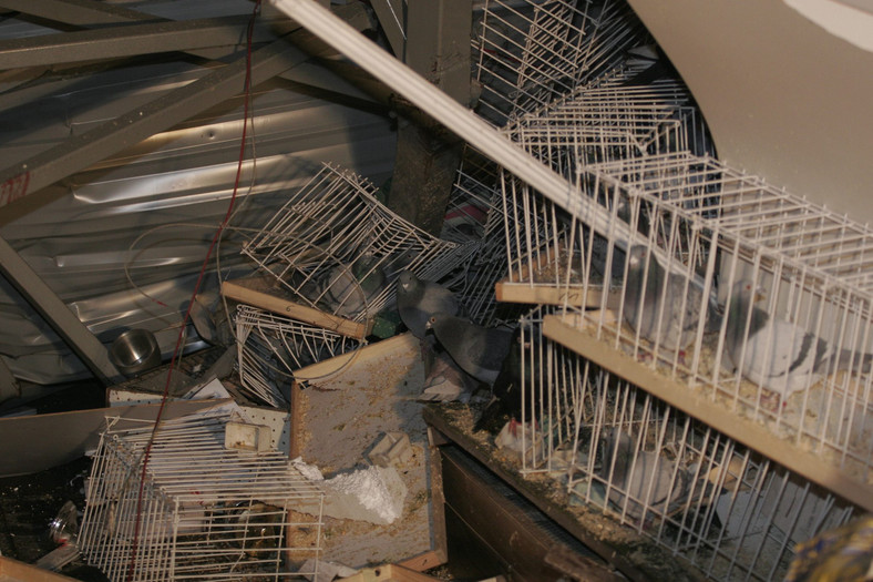 W dniu katastrofy w hali odbywała się wystawa gołębi
