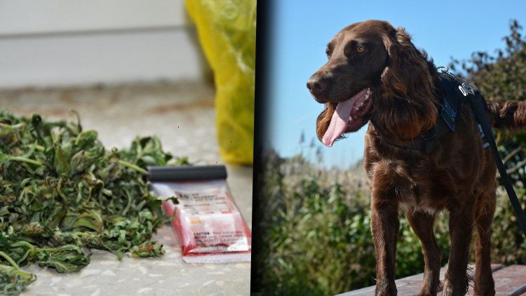W akcji wziął udział policyjny pies Aida (fot.), która jest wyszkolona do wykrywania narkotyków