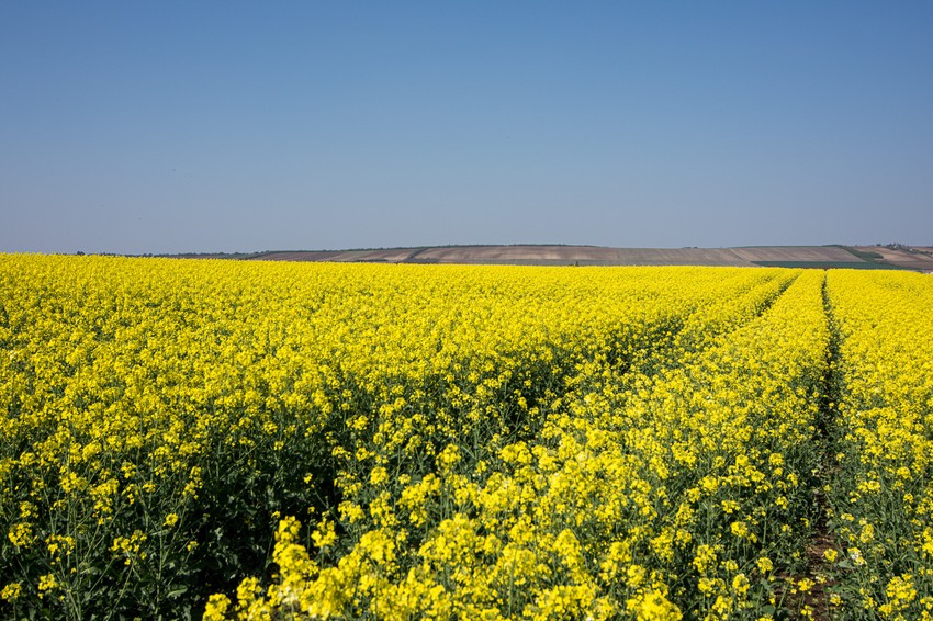 Novi Sad417 polja uljane repice u Vojvodini foto Nenad Mihajlovic