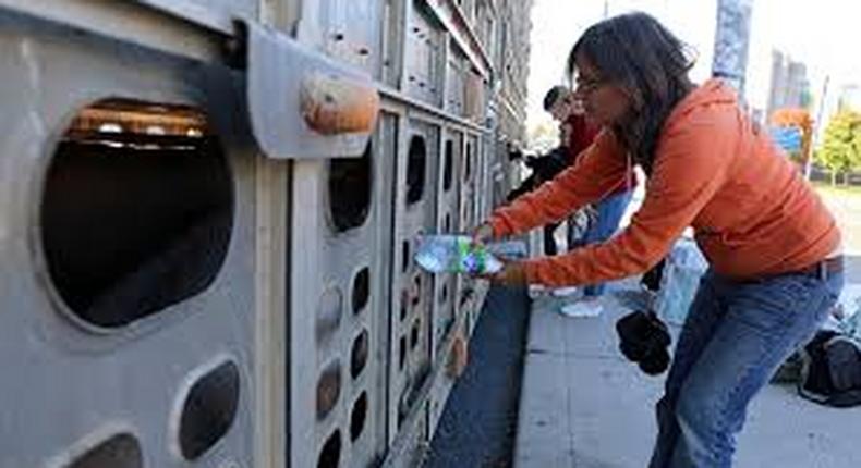 Animal right activist arrested for giving pigs water on hot day