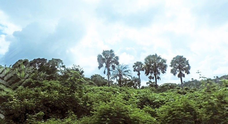 The Igboyegun forest in Ondo state