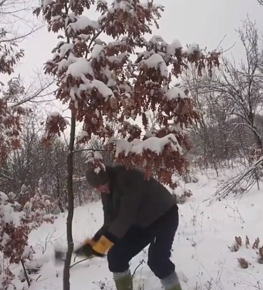 Tradicionalna seča badnjaka