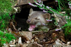 Jak pozbyć się kuny z poddasza domu? Czego nie lubi kuna?