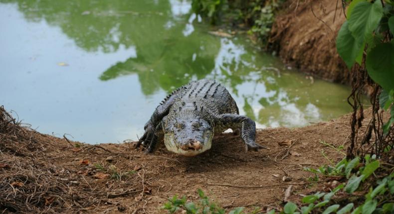 The saltwater crocodile is the world's heaviest reptile and grows to up to six metres long