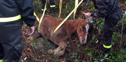 Strażacy uratowali konia. Co mu się stało?