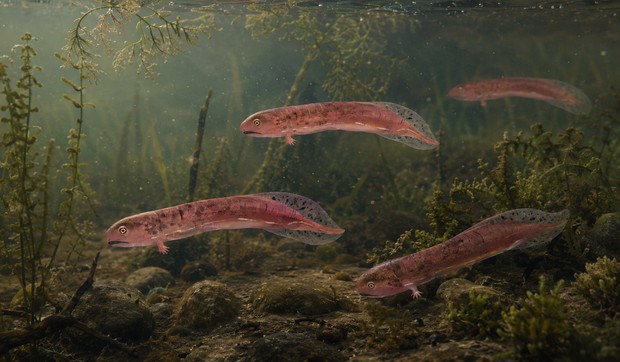 Praistorijska beba slična krokodilu, poznata kao Embolomer