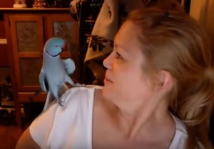 Papagaj foto youtube.akkrap1