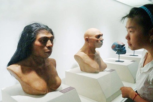 Homo erectus