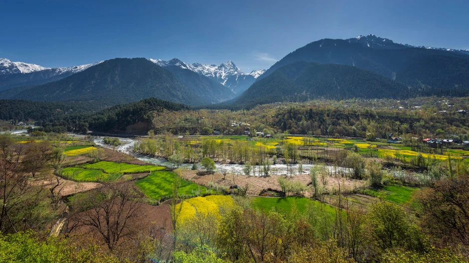 Farme pirinča u podnožju Pahalgama u Kašmiru pod indijskom upravom | Foto: Getty Images