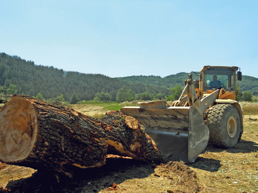 Na mestu gde se nekada nalazilo hrast, ostalo je samo još nekoliko debelih balvana i mnoštvo granja