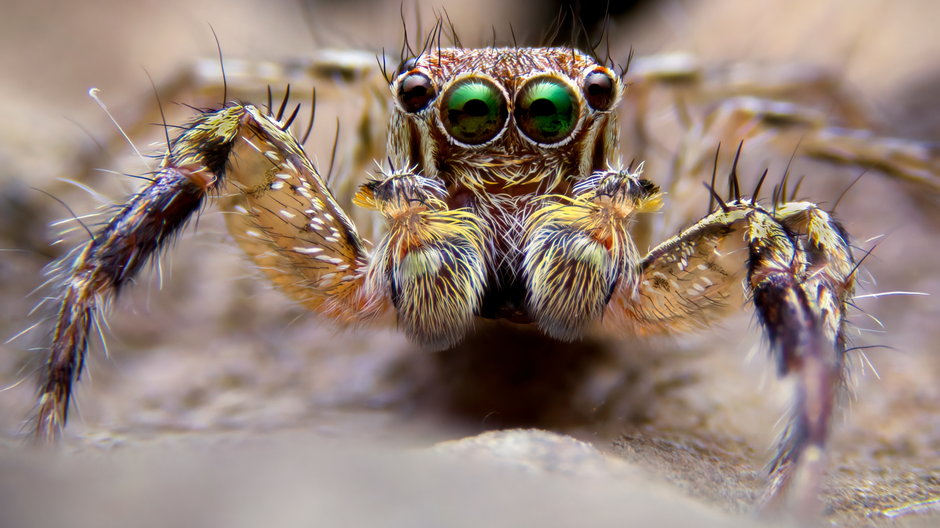Jak widzi świat i ile oczu ma pająk?