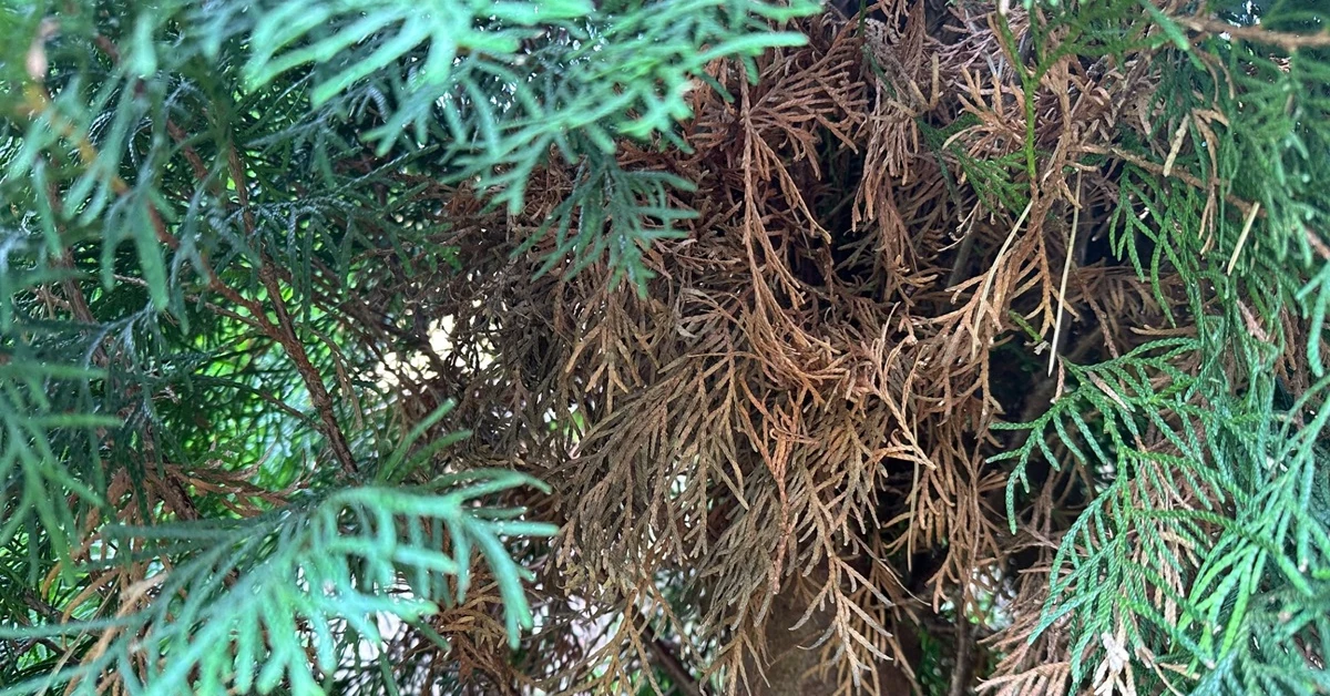 Dlaczego tuje żółkną od środka?