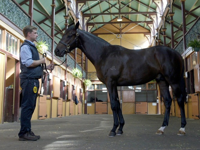 <b>Trener koni wyścigowych</b>
<br><br/>
Zanim dżokej dosiądzie swojego konia w dniu gonitwy zwierzę przygotowywane jest podczas długich treningów przez trenera. Zawód ten nie wymaga wyższego wykształcenia – trzeba jednak posiadać spore doświadczenie. Od trenera zależy bowiem przygotowanie kondycyjne i techniczne danego konia. Aby dżokej uzyskał dobry wynik trener musi opracować program zajęć, w ramach którego poprawia się kondycję i szybkość zwierzęcia, a także uczy się konia zachowań, które w czasie wyścigu decydują o zwycięstwie. 
<br><br/>
Trener koni wyścigowych musi również znać relacje między trenerem, hodowcą, właścicielem, jeźdźcem, komisją techniczną i sędziami. Powinien także znać rasy koni i ich genetykę, zasady żywienia, fizjologię treningu konnego oraz podstawy podkownictwa. 
<br><br/>
Aby uzyskać uprawnienia trenera koni wyścigowych należy przejść kilkudniowe szkolenie złożone z części teoretycznej i praktycznej. W czasie szkolenia teoretycznego kandydat ma okazję zdobyć wiedzę na temat ustawy z dnia 18 stycznia 2001 r. o wyścigach konnych, używanej w tym sporcie terminologii, zasad dokumentacji hodowlanej i wyścigowej, rodowodów, ksiąg stadnych, rodzajów ulg i nadwag w gonitwach oraz zasad aukcji konnych. W części praktycznej kandydat na trenera koni wyścigowych uczy się m.in. lonżowania, czyli ćwiczenia konia prowadzonego po okręgu za pomocą kilkumetrowej liny (lonża).