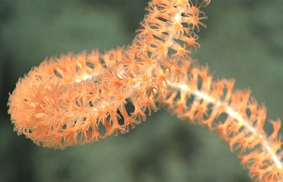 Koralowiec Lepidisis sfotografowany na krótko przed pobraniem do dalszej analizy