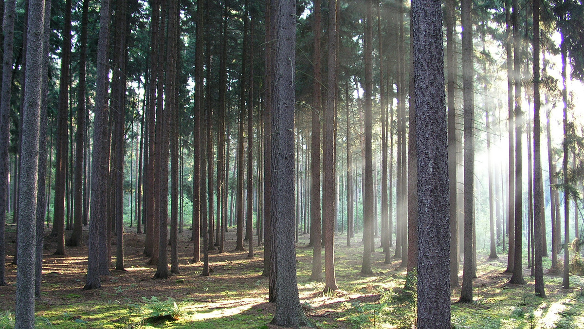 Startuje Tydzień Lasów. Co możesz zrobić dla środowiska