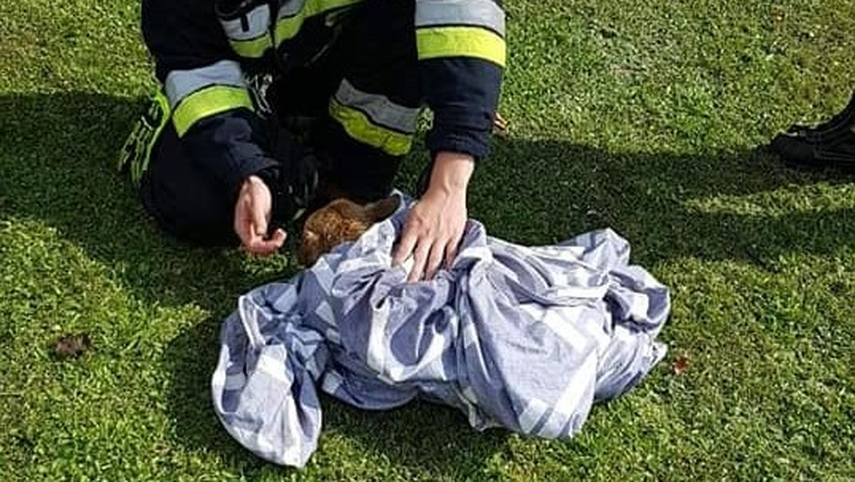 Pies topił się w studni. Grzybiarz wezwał strażaków na ratunek