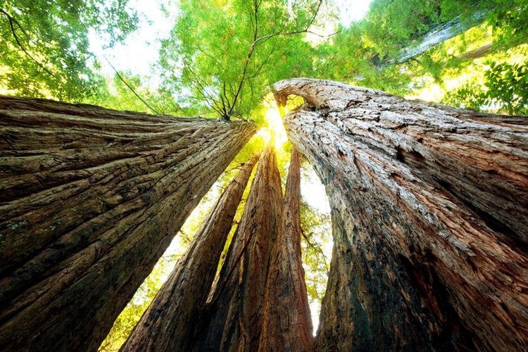 'Był sobie las' (reżyseria: Luc Jacquet)