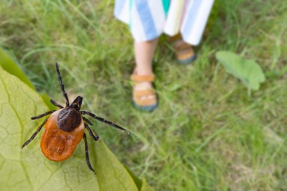 Fertőző kullancsok: 24 óra alatt halált okozhatnak