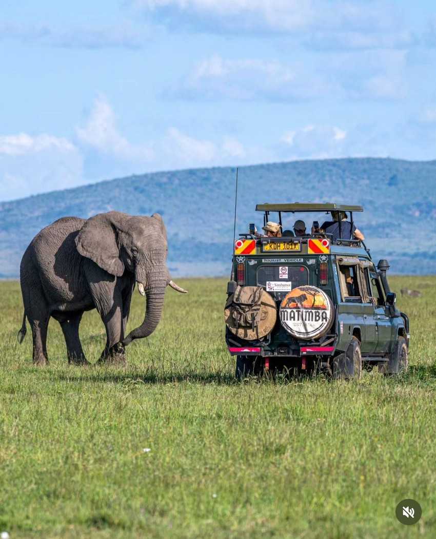 Slonica može od šale da prevrne automobil ako pomisli da je mladunče ugroženo