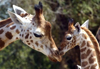 FRANCE-ZOO-GIRAFFE