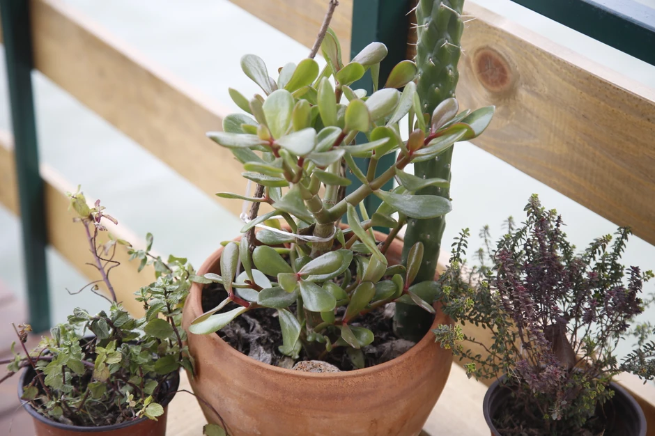 Predrag Peđa Damjanović