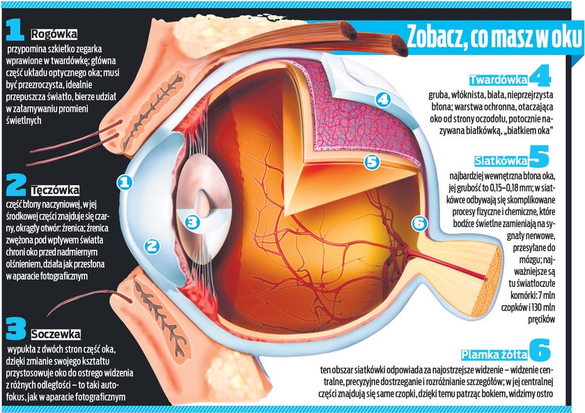 Tak – w uproszczeniu – wygląda budowa oka