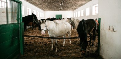 Co dzieje się w stadninie w Janowie Podlaskim!? Niepokojące sygnały