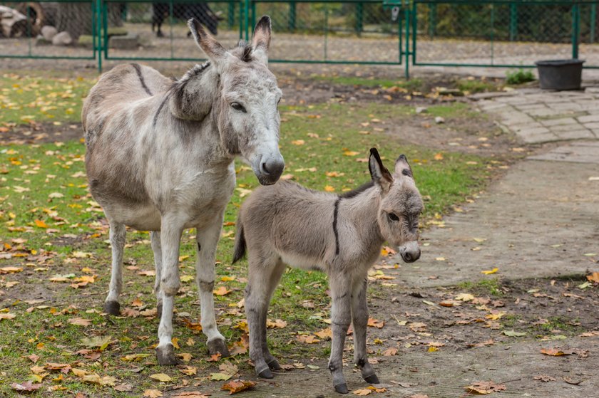 Tragedia w poznańskim ZOO. Nie zobaczymy już słynnych osiołków