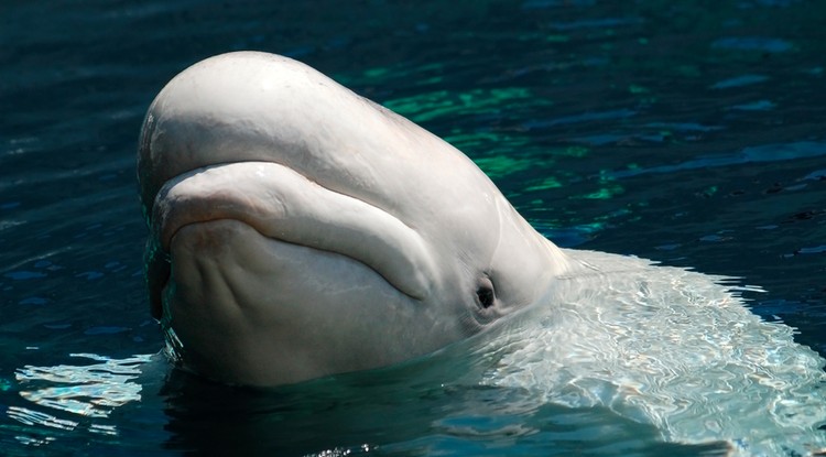 Beluga