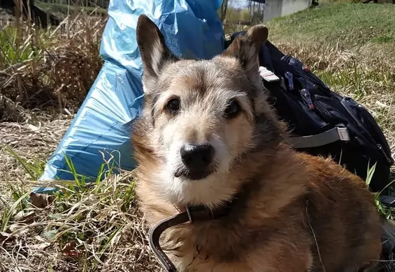 Pies influencer, który zbiera śmieci nad Wisłą. Poznajcie 13-letniego Chomsky'ego z Torunia