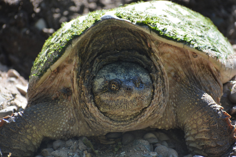 Samica żółwia jaszczurowatego składa jaja w piasku.