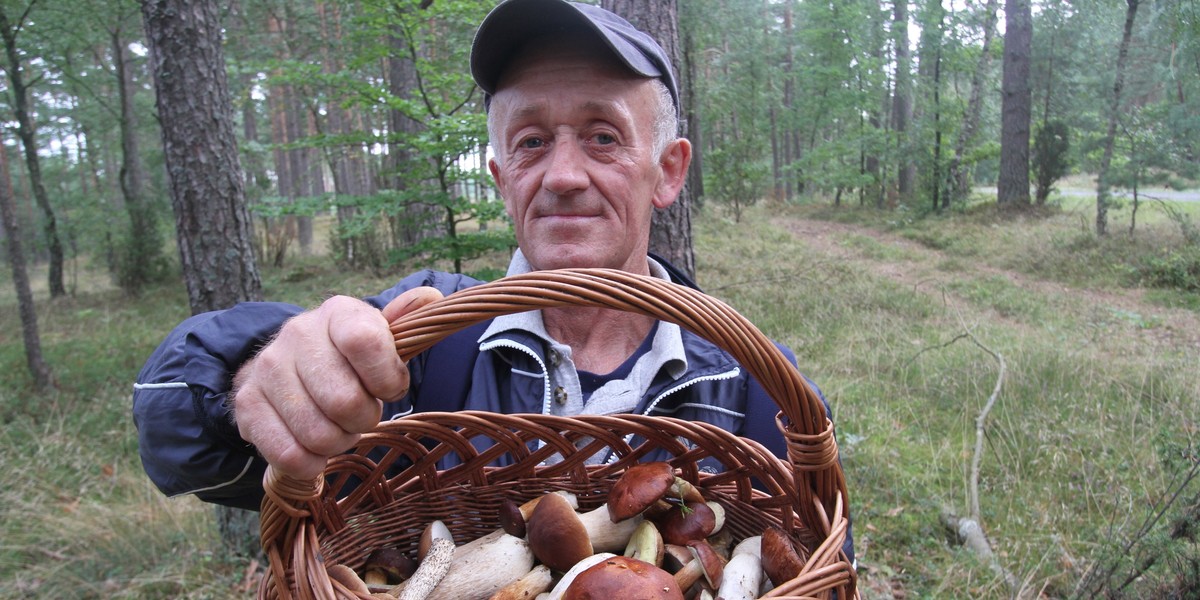 Po suszy mamy wysyp w lasach grzybów