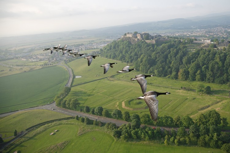Gęsi nad zamkiem Stirling, Szkocja