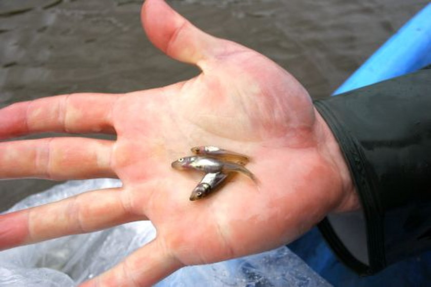 260 tys. małych szczupaków trafiło do Jeziora Goczałkowickiego
