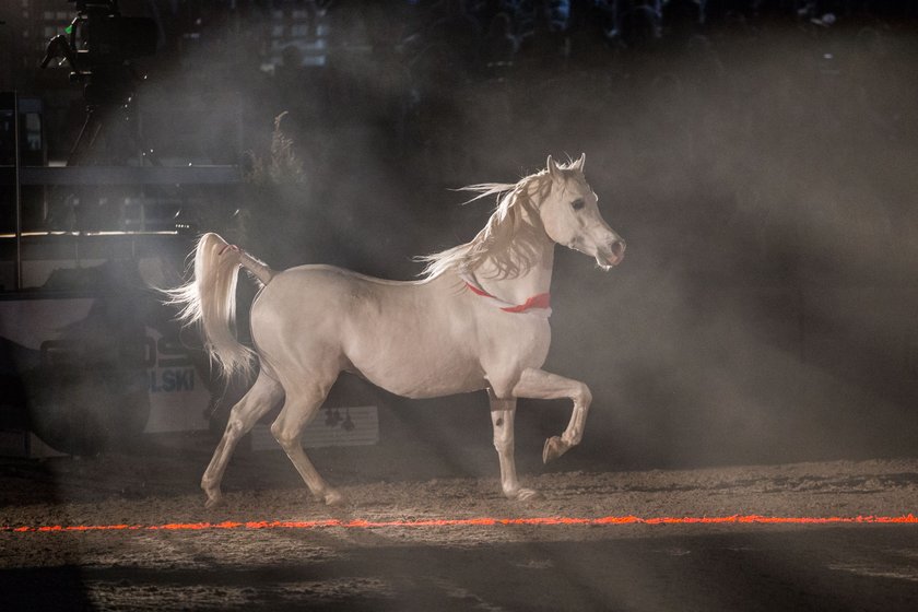 W Poznaniu odbyła się Cavaliada