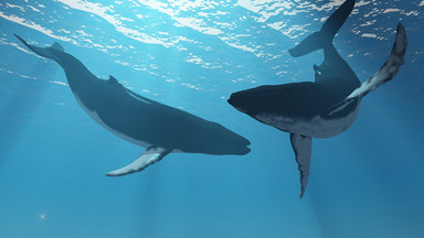 U wybrzeży Alaski masowo giną wieloryby