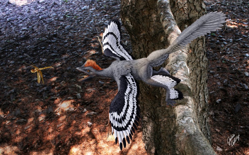 Ankiornis