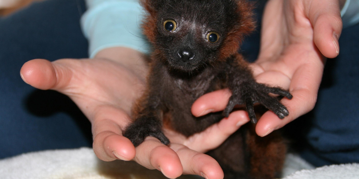 Lemur Leoś wychował się w domu swojej opiekunki z Zoo