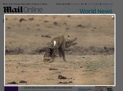 Tak kot zagryza krokodyla