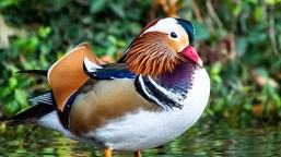 Quiz z polskich ptaków. Tylko orły upolują 20/20