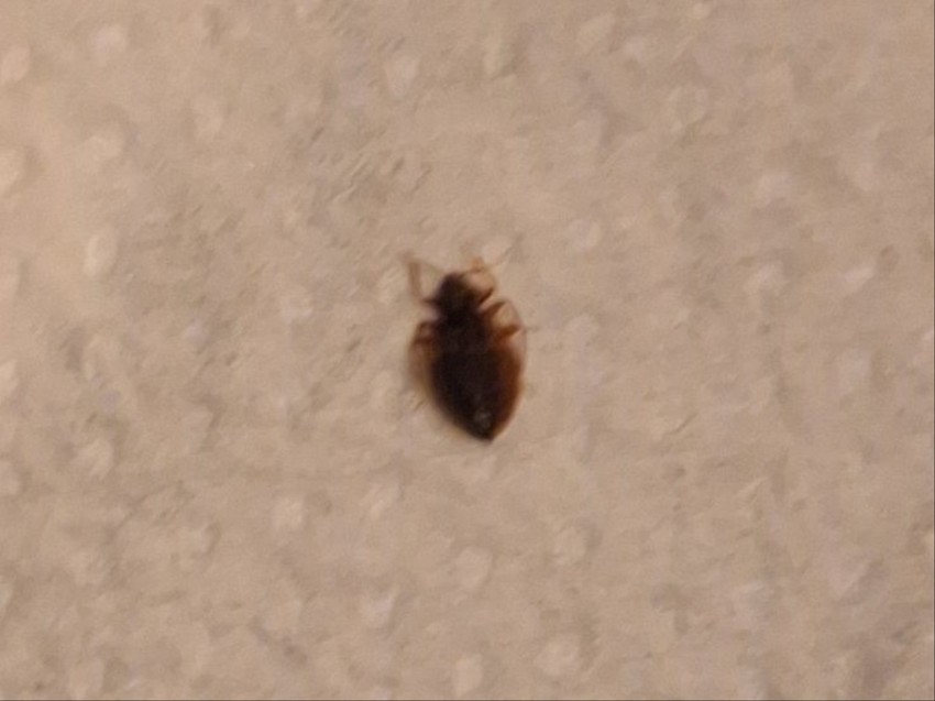 buba koju je Ivana zatekla na jastuku