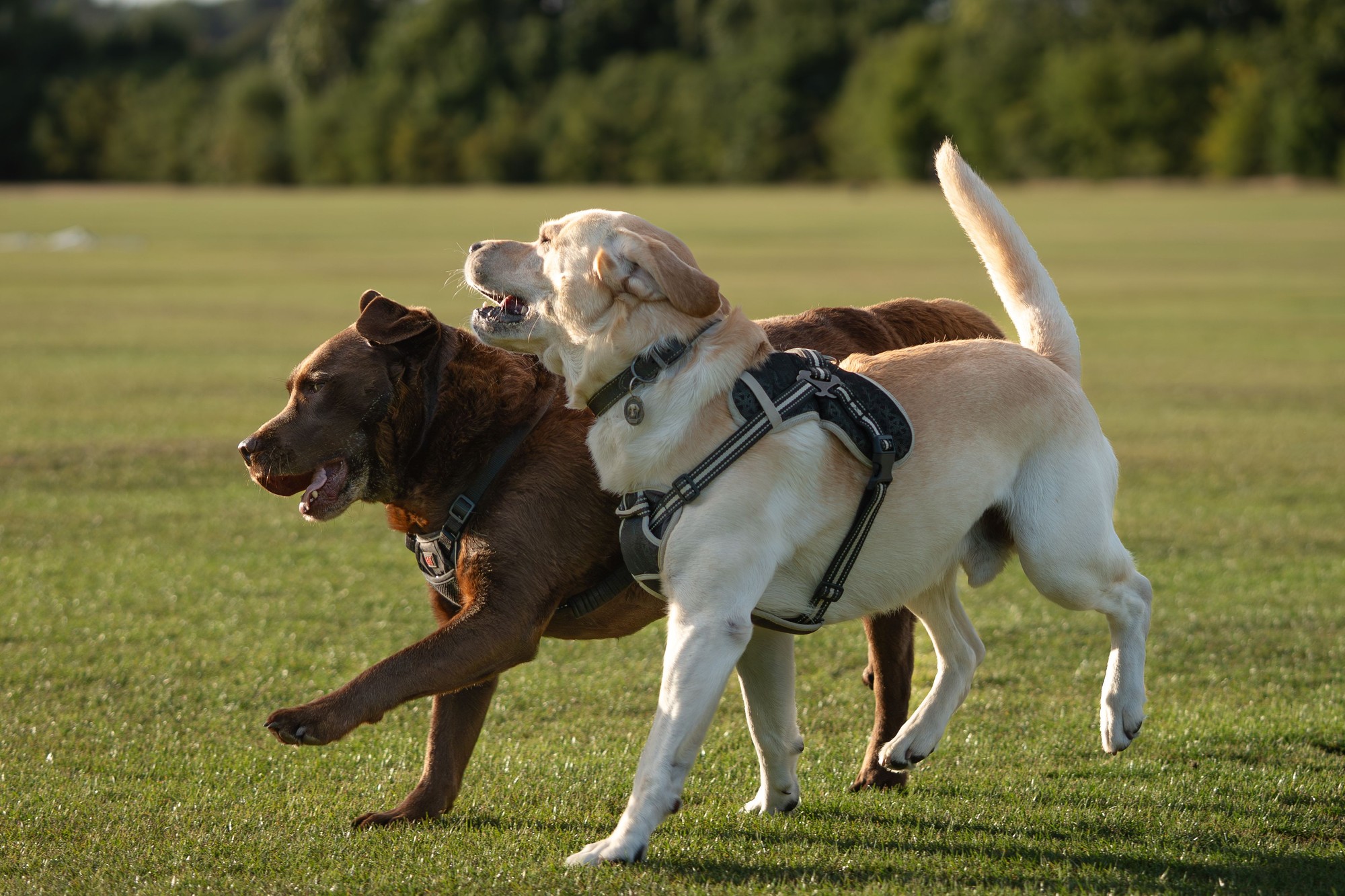 Labrador priťahuje vyrovnaných ľudí, retríver zas osoby so zásadami.