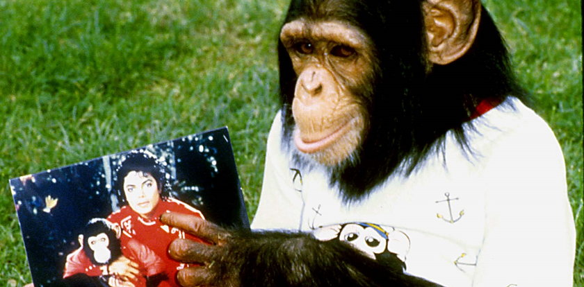 Michael Jackson znęcał się nad zwierzętami ze swojego zoo? Szympansy były bite, w lwa rzucano kamieniami! 
