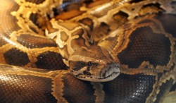 Pyton wydostał się ze sklepu i udusił dwóch chłopców