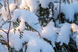 W styczniu wykonaj ten zabieg na tujach. Wiosną odwdzięczą się pięknym wyglądem