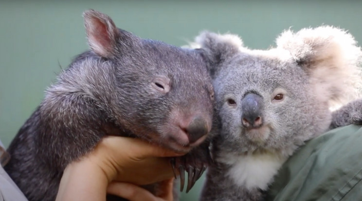 A koala és a vombat nagyon jó barátok lettek / Fotó: Youtube