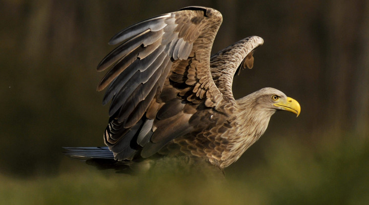 A madár fokozottan védett, eszmei értéke egymillió forint / Fotó: MTI/Kovács Attila