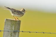 Skylark (Alauda arvensis) perched on a fence post, vocalising, Balranald RSPB reserve, North Uist, Outer Hebrides, Scotland, UK, June. Did you know? The collective noun for a group of Skylarks is an e
